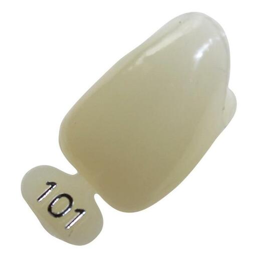 Directa 609271 Polycarbonate Dental Crowns #101 5/Pk